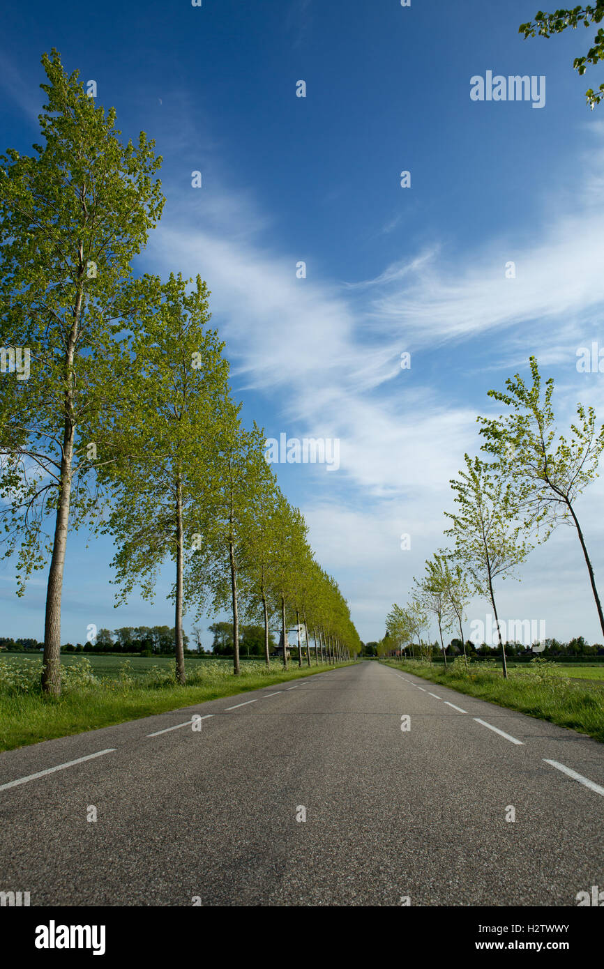 Isolierte Straße mit Bäumen Stockfoto
