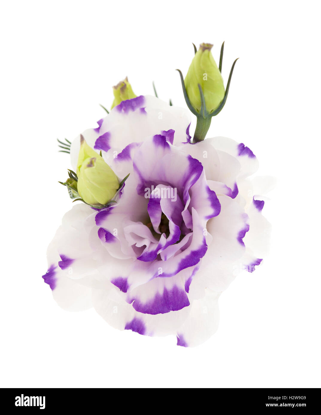 weißer und blauer Lisianthus Blume isolierten auf weißen Hintergrund Stockfoto