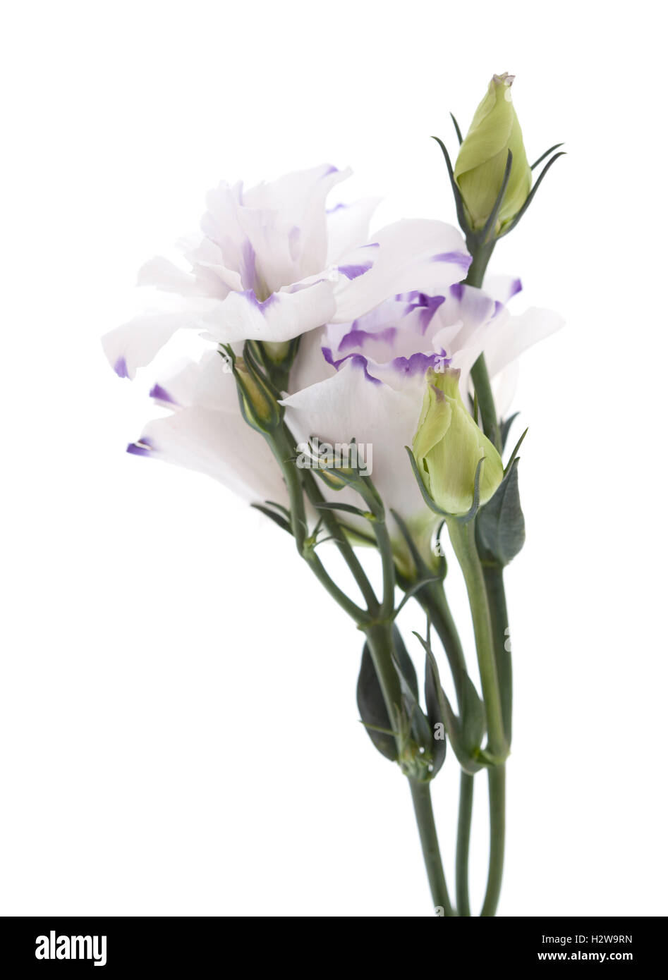 weißer und blauer Lisianthus Blume isolierten auf weißen Hintergrund Stockfoto