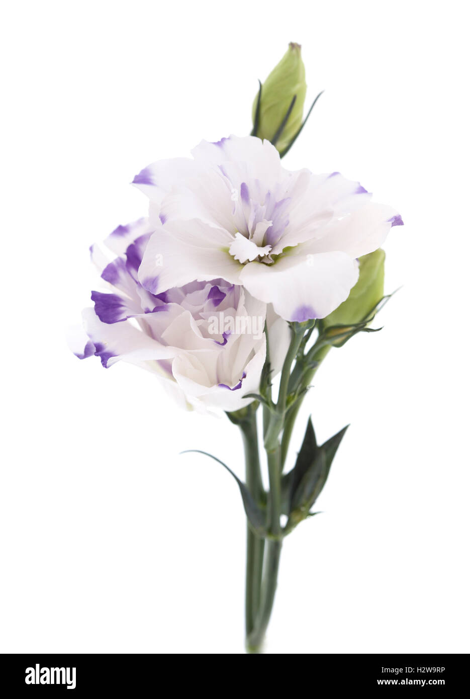 weißer und blauer Lisianthus Blume isolierten auf weißen Hintergrund Stockfoto