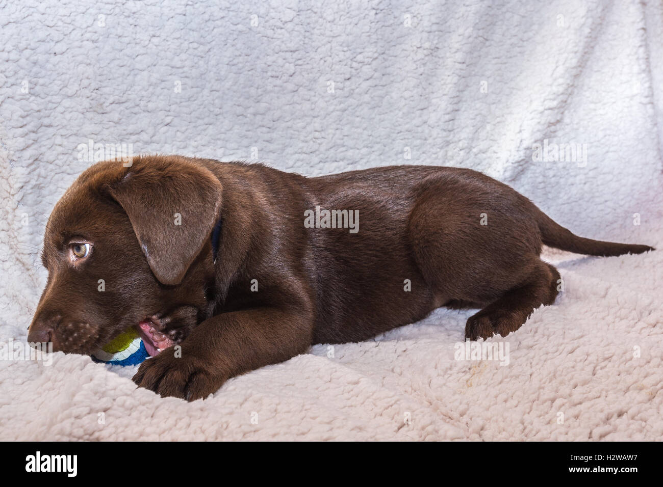 Chocolate Labrador Welpen Stockfoto