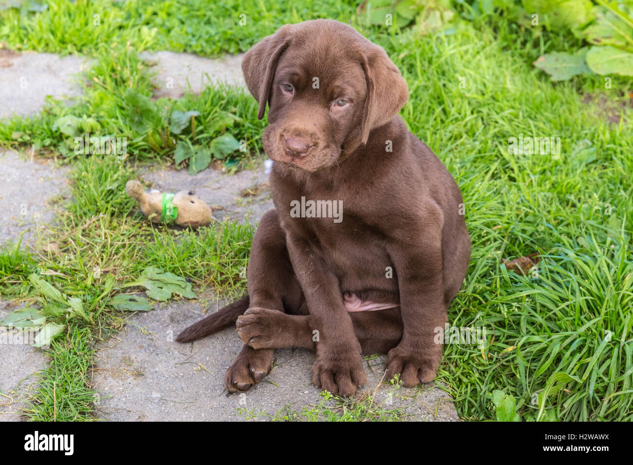 Chocolate Labrador Welpen Stockfoto