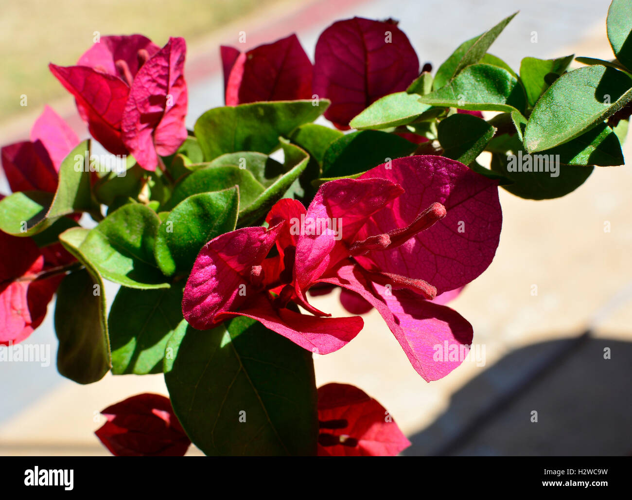 Bougainvillea Rot Blumen Stockfoto