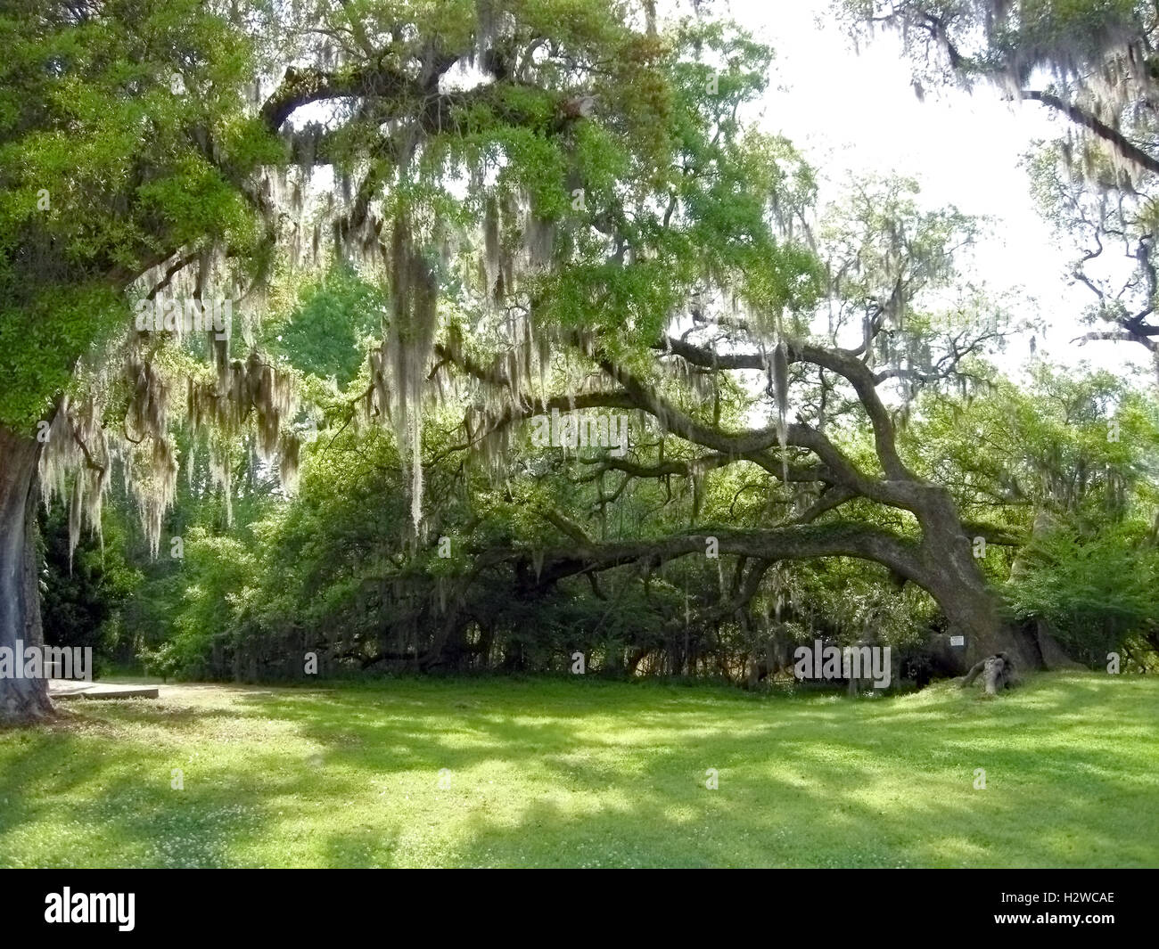 Live Oak Bäume mit spanischem Moos Stockfoto