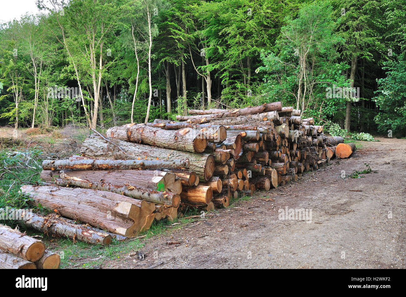Holzstapel in einem Wald von Hampshire Stockfoto