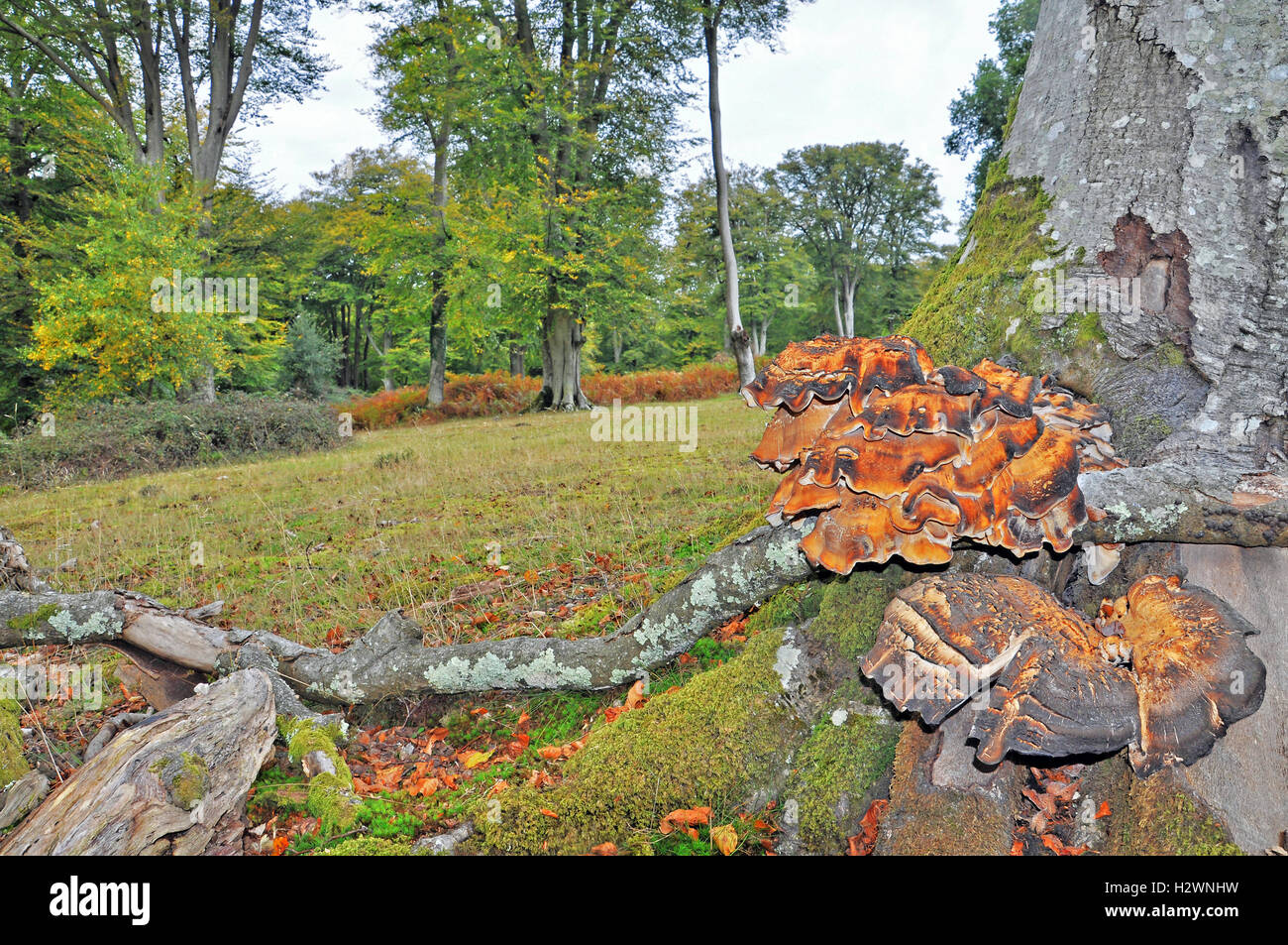 Pilze, die an der Seite des Baumes wachsen Stockfoto