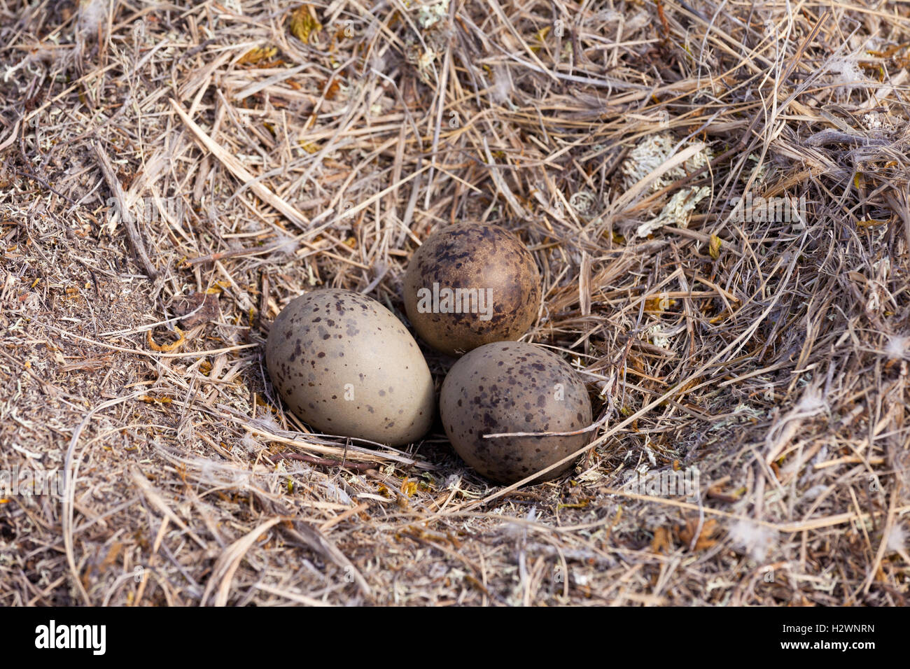 Amerikanische Silbermöwe Nest mit drei gesprenkelten Eiern Stockfoto