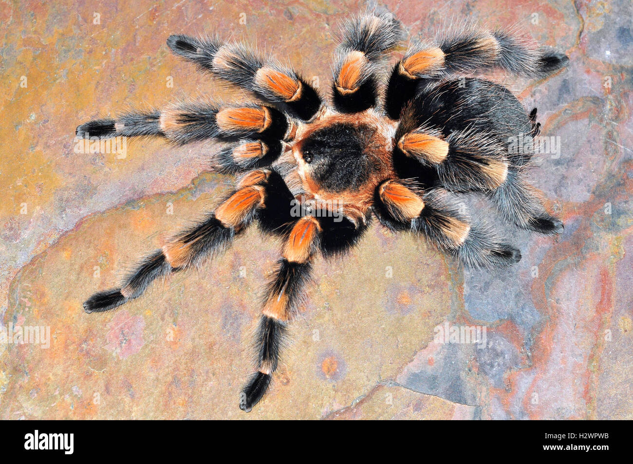 Mexikanische Rot Knie Vogelspinne (Brachypelma smithi) Stockfoto