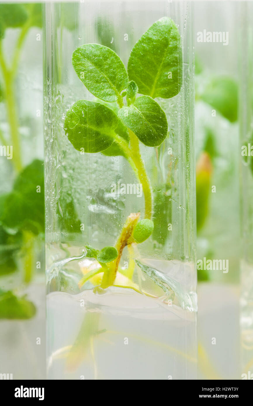 Macroshot Anlage der Kartoffel in Lab-Röhrchen mit Nährmedium Stockfoto
