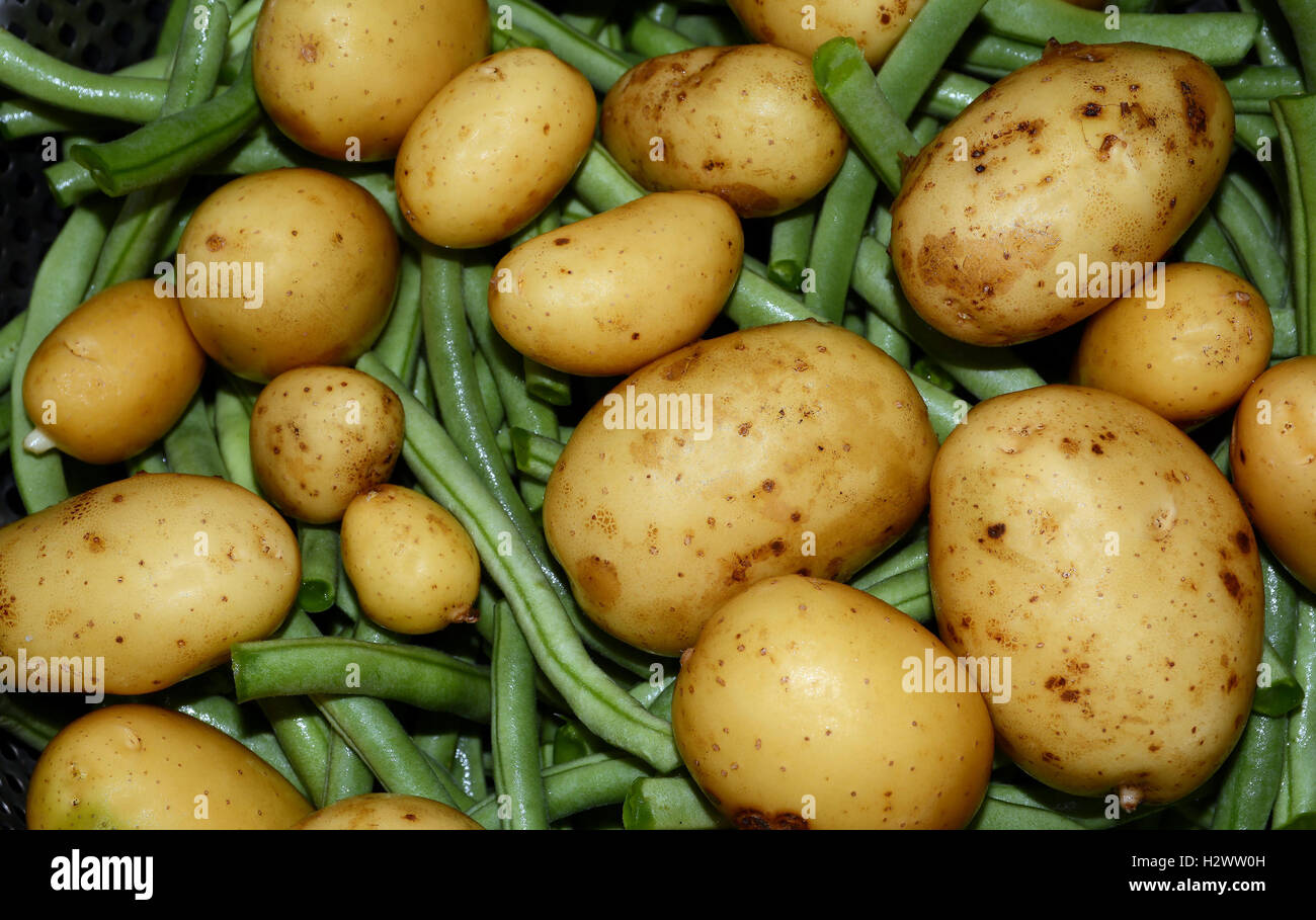 grünen Bohnen und Kartoffeln Stockfoto