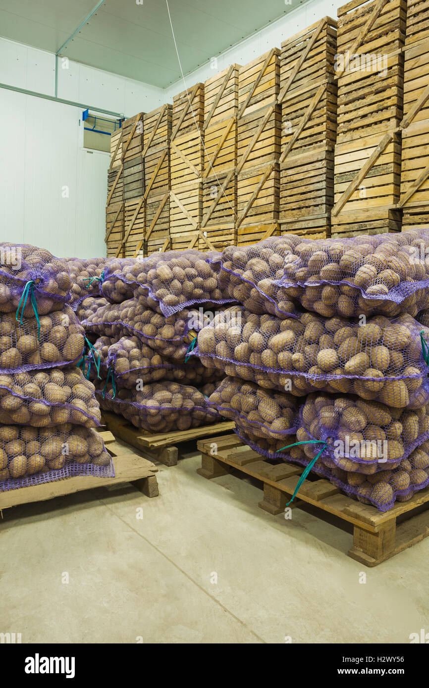 Nahaufnahme auf Taschen der Kartoffel im Lagerhaus Stockfoto