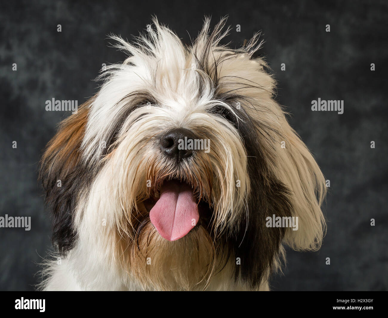 Tibet Terrier vor grauem Hintergrund abgebildet Stockfoto