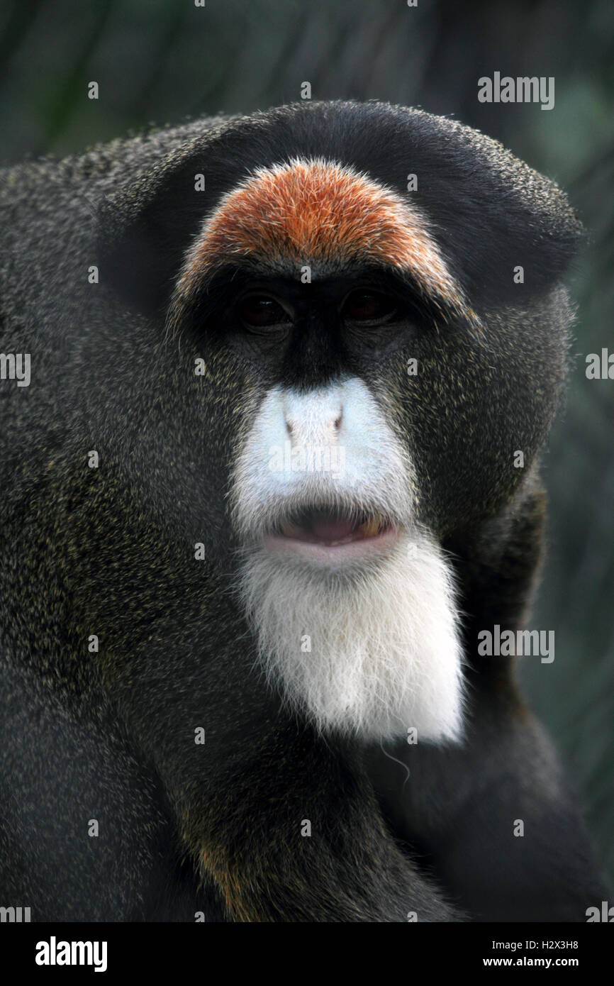 De Brazzas Monkey, Cercopothecus Neglectus, Cape kann County Zoo, New Jersey, USA Stockfoto