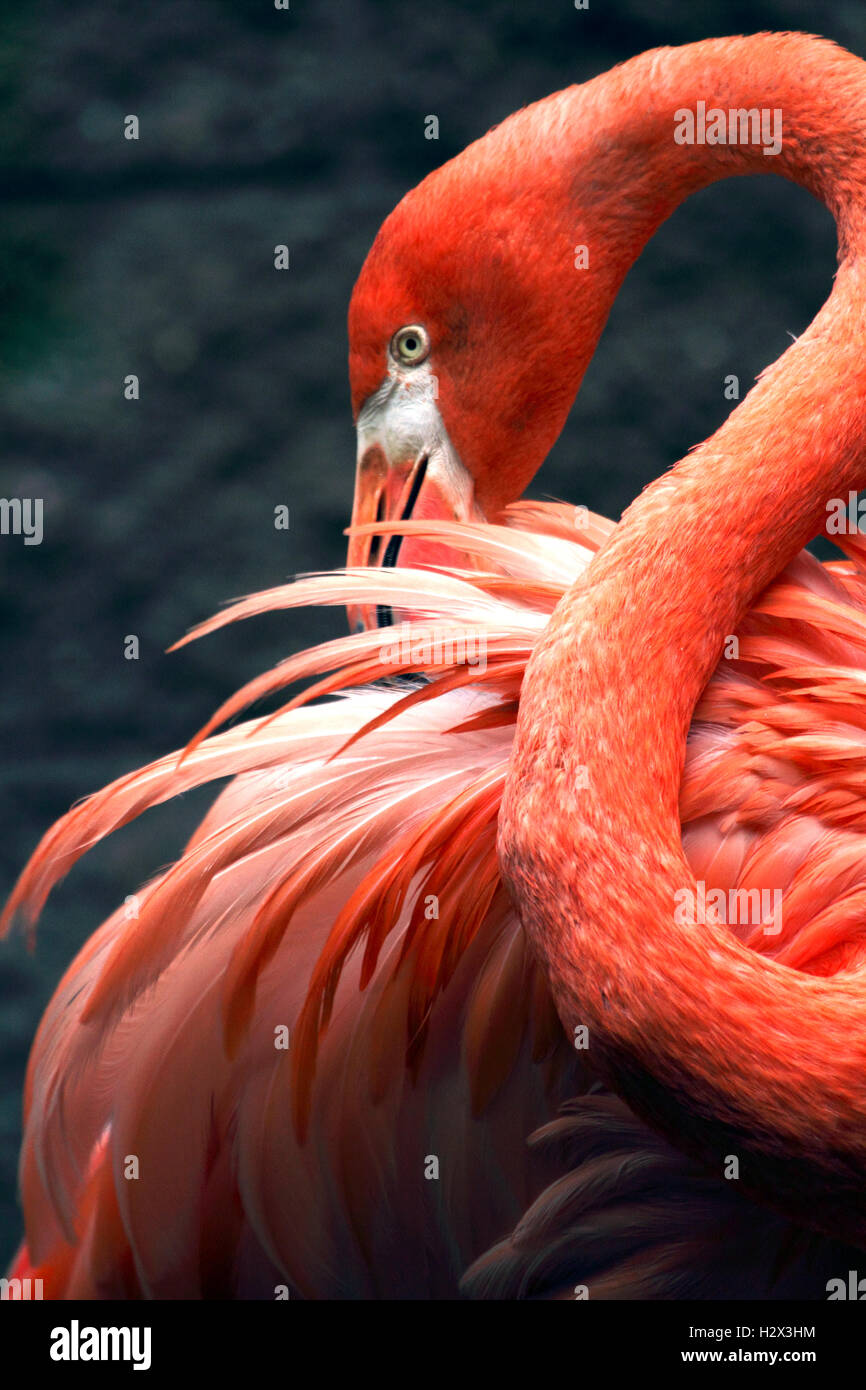 Amerikanische Flamingo, Phoenicopterus Ruber, Cape kann County Zoo, New Jersey, USA Stockfoto