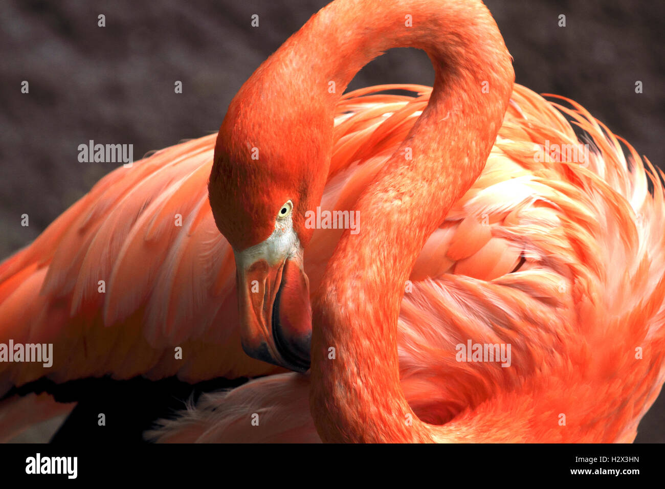 Amerikanische Flamingo, Phoenicopterus Ruber, Cape kann County Zoo, New Jersey, USA Stockfoto