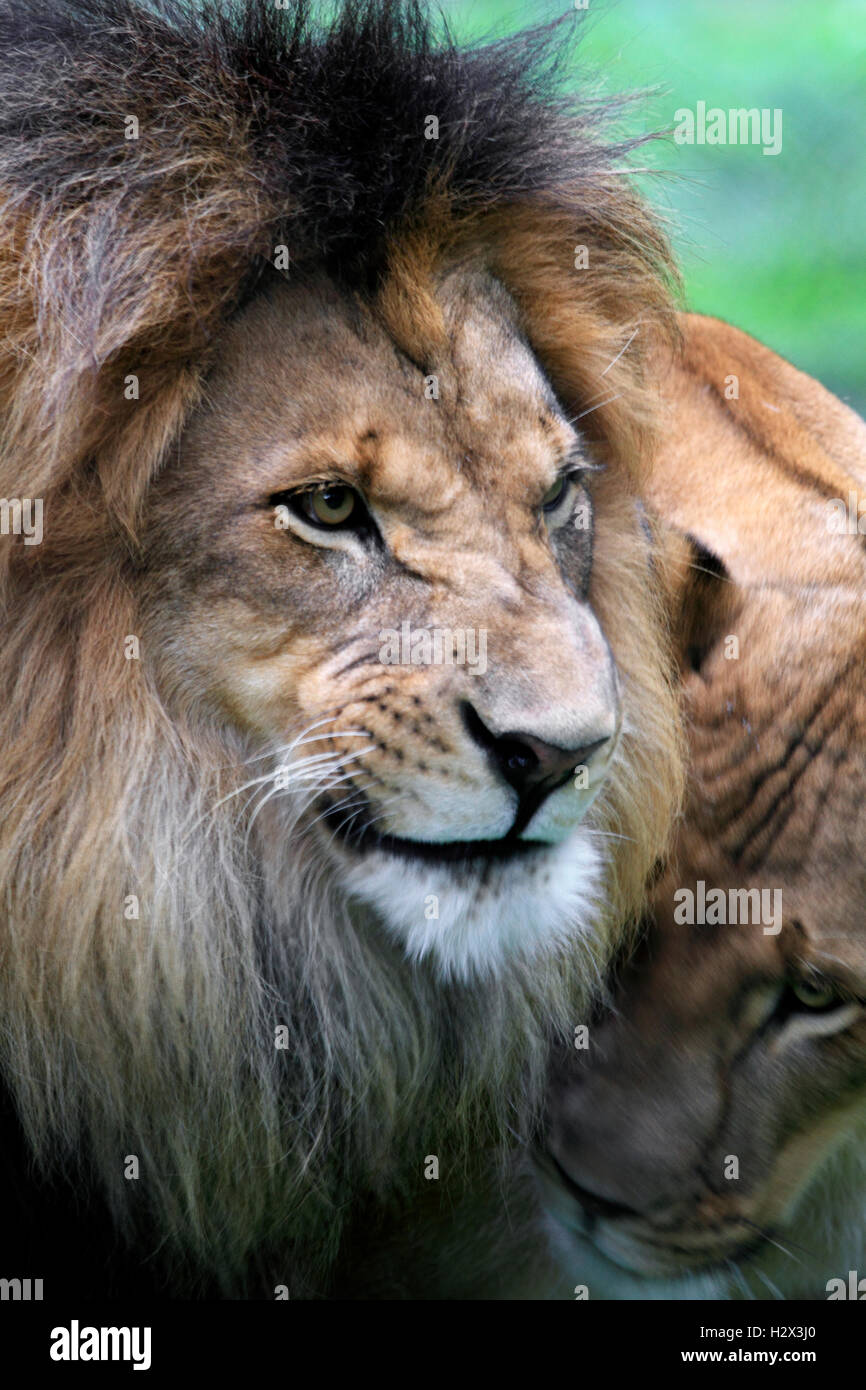 African Lion, Panthera Leo, am Cape kann County Zoo, New Jersey, USA Stockfoto