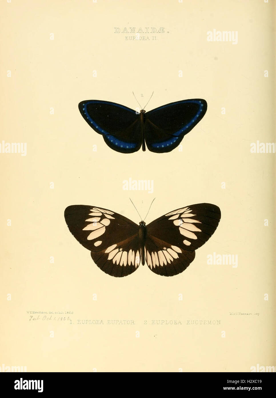 Abbildungen der neuen Arten von exotischen Schmetterlingen (Danaidae - Euploea II) BHL128 Stockfoto