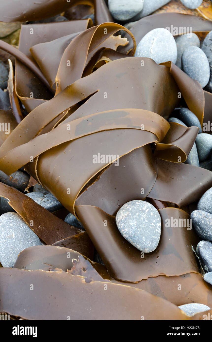 Wellen haben einen einzigen Strand Stein eingebettet in eine Seetang Wedel, Islesford, Maine verlassen. Stockfoto