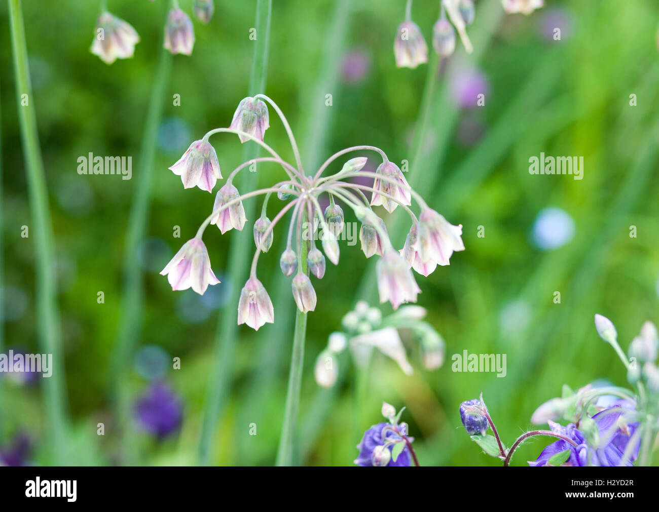 Allium Bulgaricum (Nectaroscordum Siculum) Stockfoto