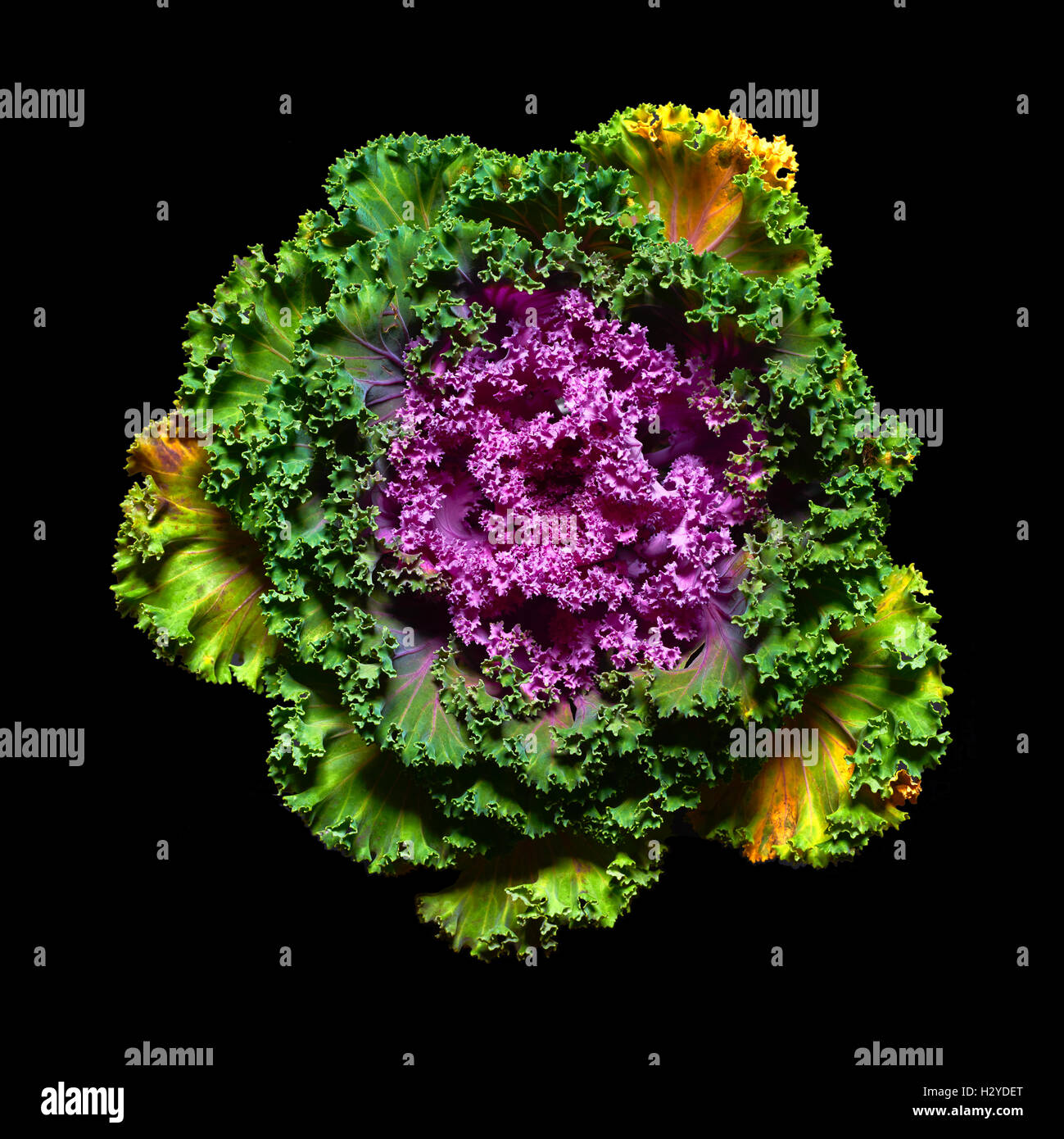 Isolierte Objekte: Zier Kohl, auf schwarzem Hintergrund isoliert Stockfoto