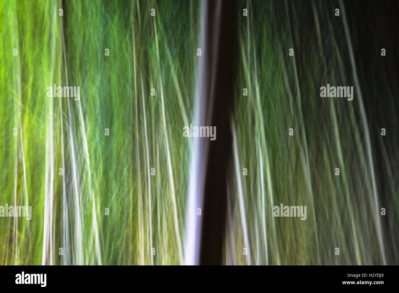 Abstrakte Bambusbäume. Horizontale 3:2 Format. Stockfoto