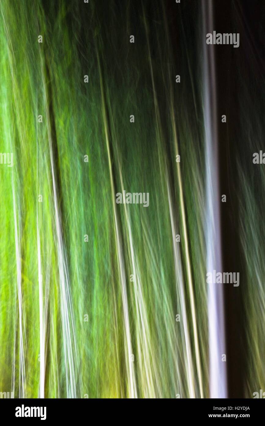 Abstrakte Bambusbäume. Hochformat. Stockfoto