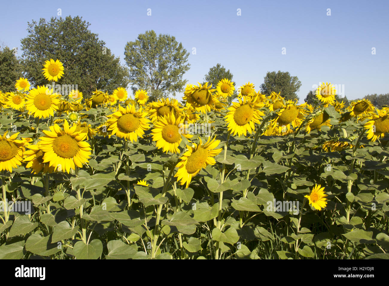 Ein Feld mit gelben Sonnenblumen Stockfoto