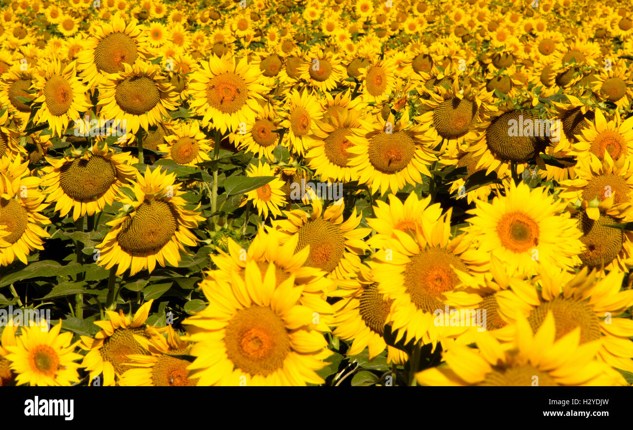 Ein Feld mit gelben Sonnenblumen Stockfoto