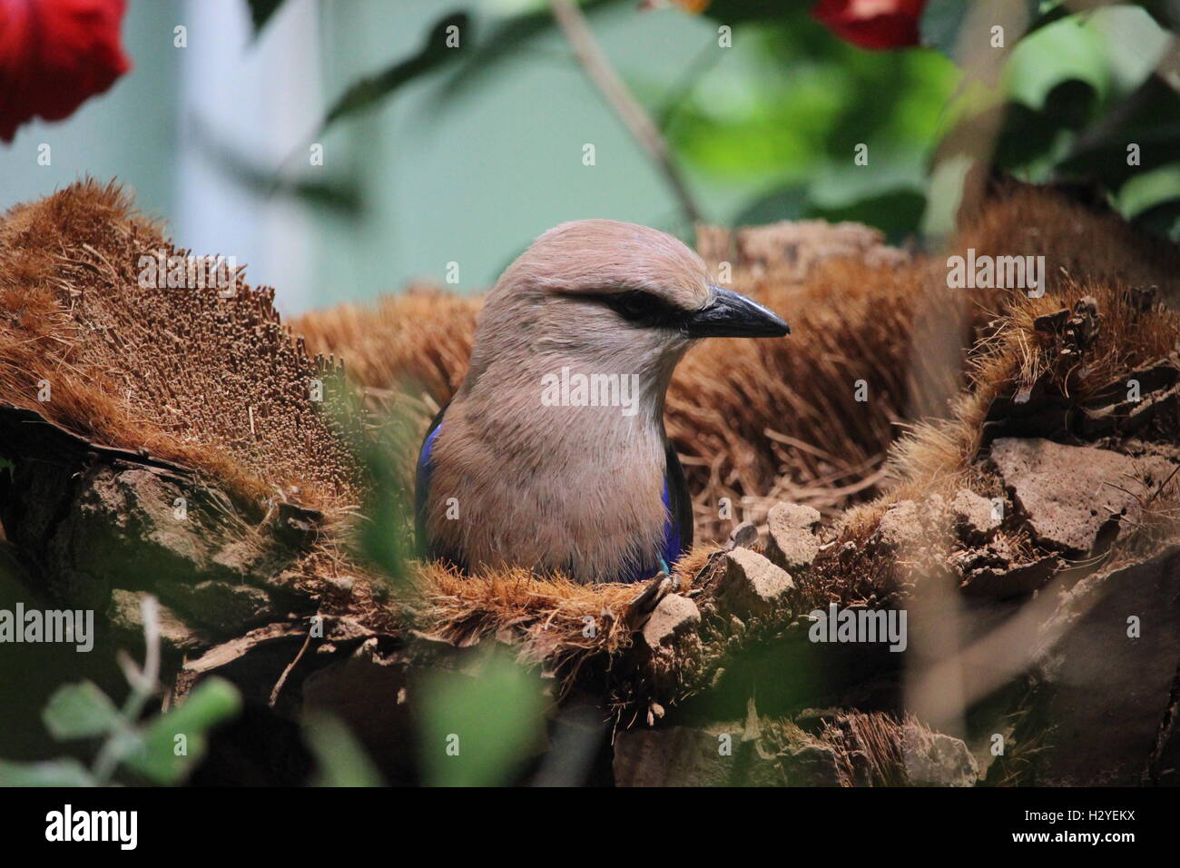 Ein blauer Vogel mit einem weißen Kopf hockt in seinem Nest. Stockfoto