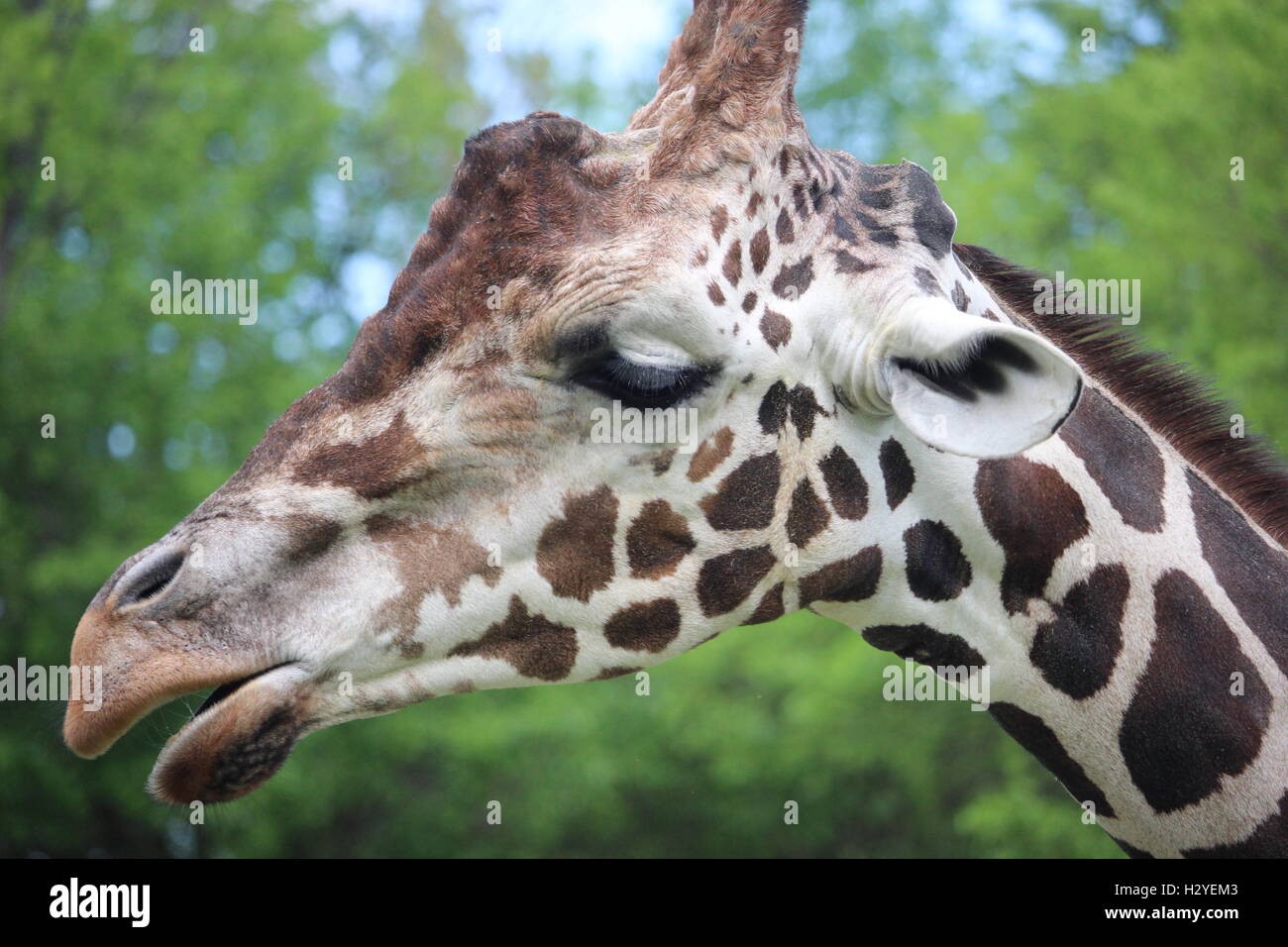 Eine Giraffe kauen. Stockfoto
