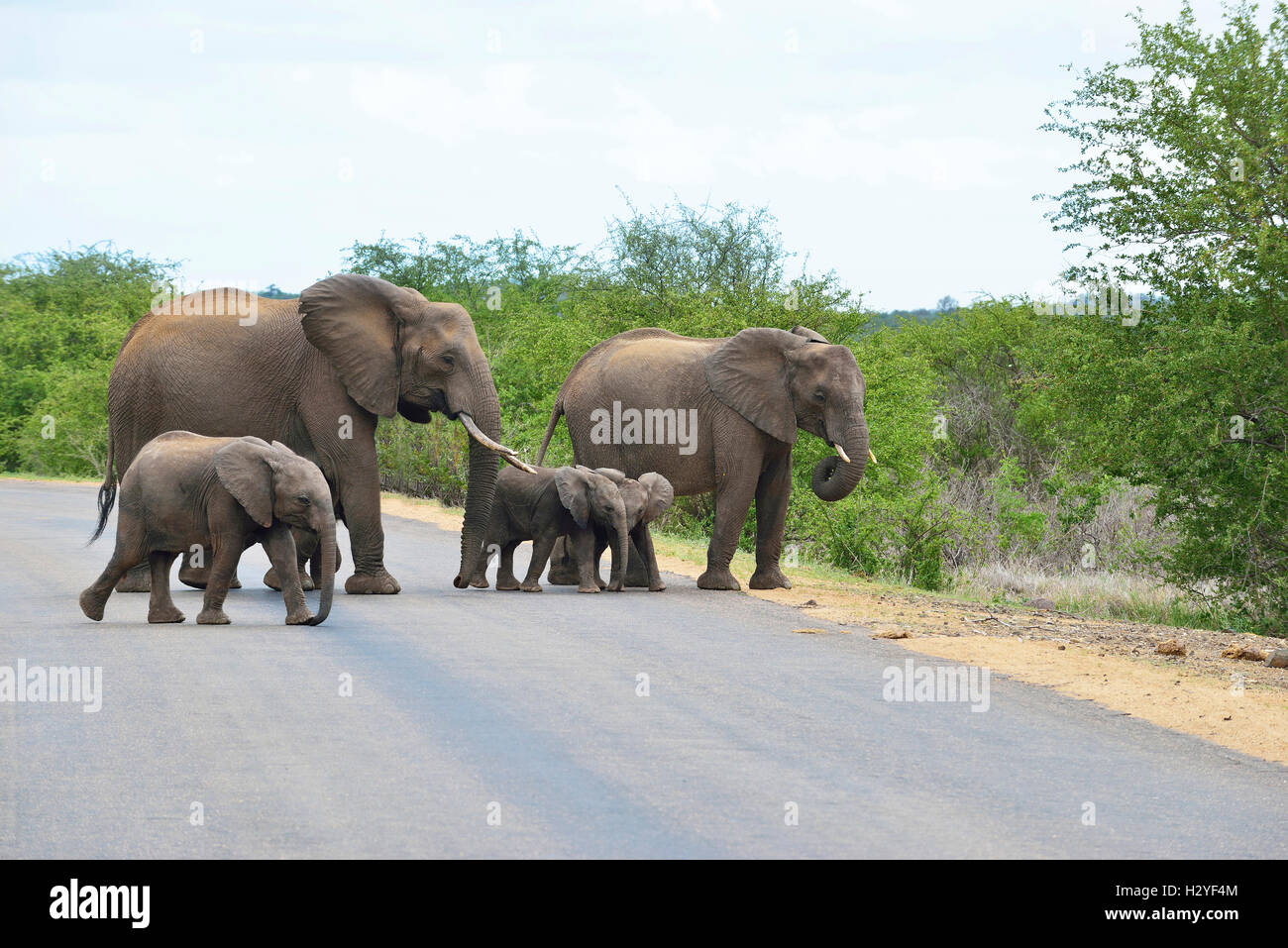 Elefanten überqueren die Straße in der Nähe von Satara Rest Camp, Kruger National Park, Südafrika Stockfoto