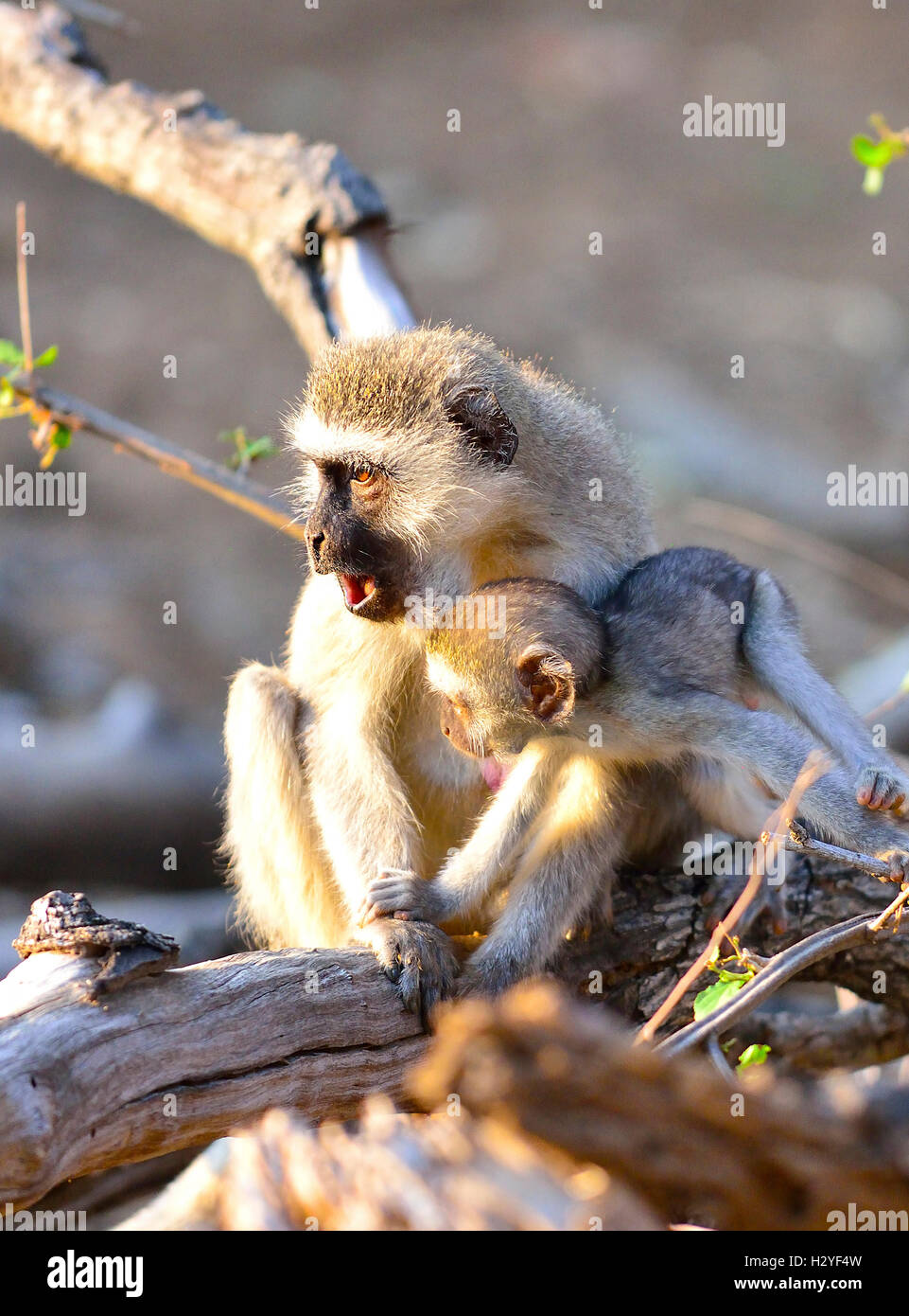 Mutter und verspieltes Baby Vervet Affe sitzt auf einem Zweig eines Baumes im Krüger Nationalpark, Südafrika Stockfoto