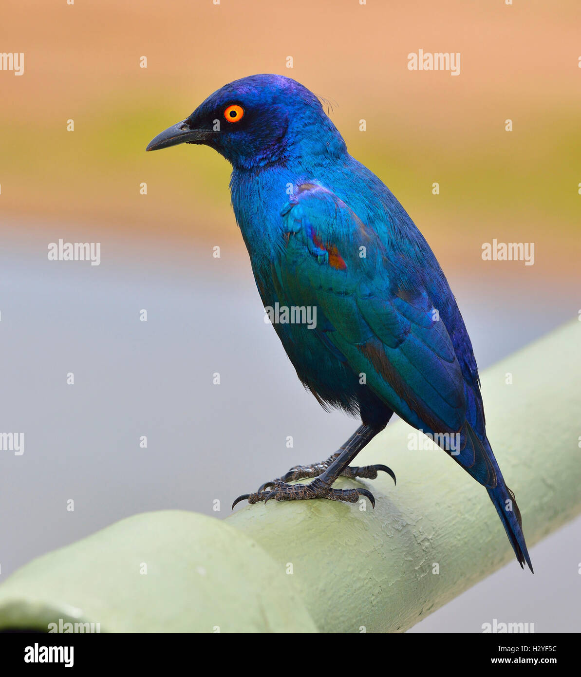Der glänzend blaue Starling, Cape Glossy Starling (Lamprotornis nitens), der auf einer Schiene eines Brückenkruger-Nationalparks in Südafrika sitzt Stockfoto