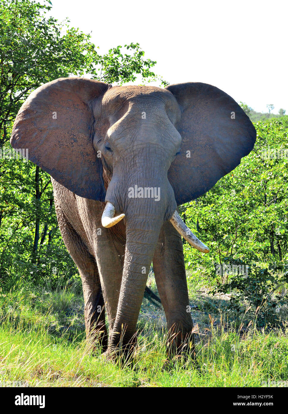 Elefant, der eine bedrohliche Ladung macht, indem er seine Ohren und seinen wild wiegenden Rüssel in der Nähe von Olifants, Kruger National Park, Südafrika, flattern lässt Stockfoto