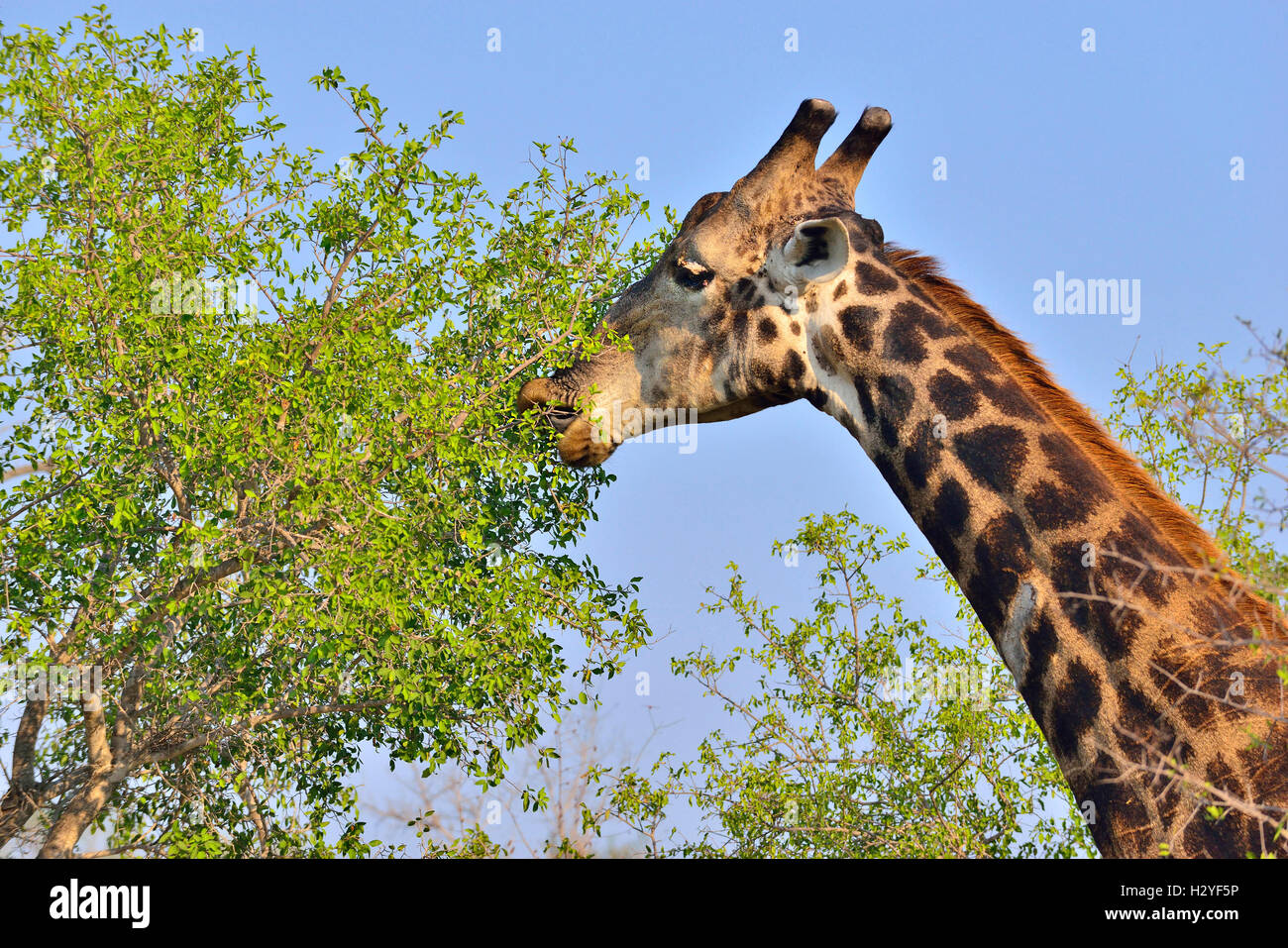 Giraffe grasen auf den hohen Bäumen in der Nähe des Sukuza Rest Camp , Kruge National Park, Südafrika Stockfoto