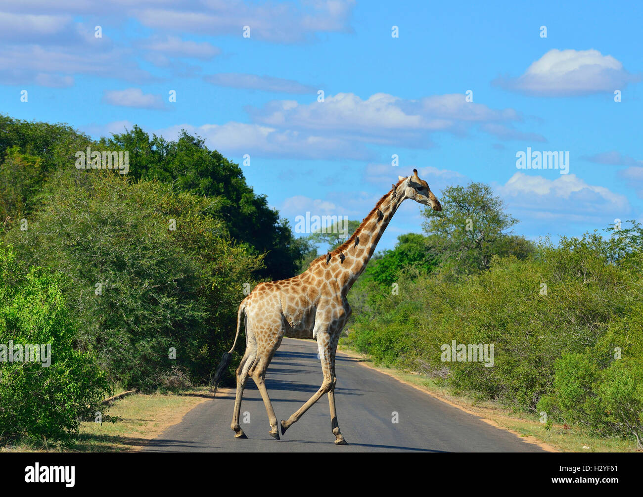 Giraffe überquert eine Straße in der Nähe von Satara Rest Camp, Kruger National Park, Südafrika Stockfoto