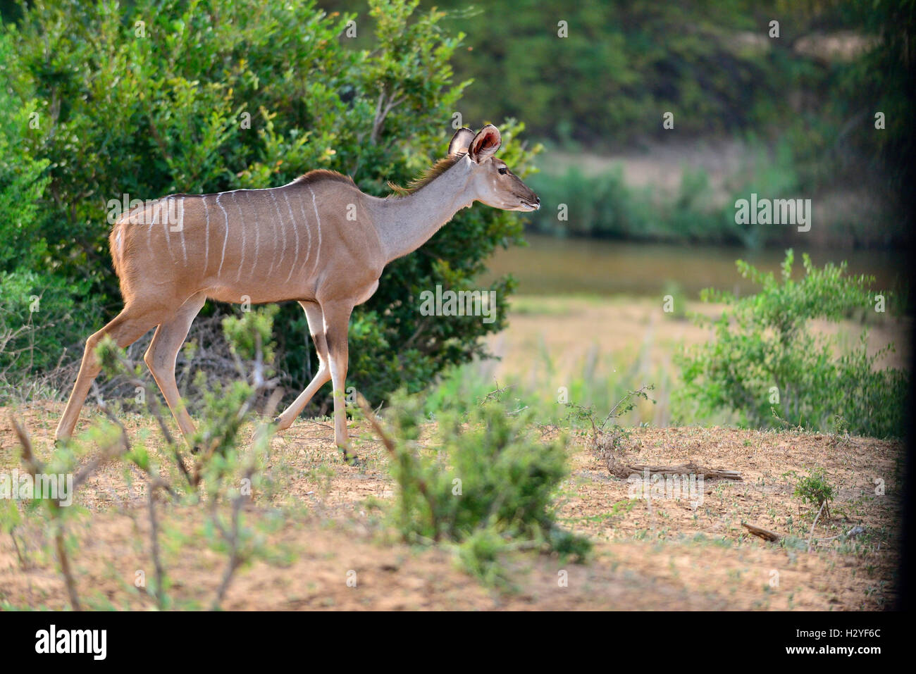 Weiblicher Nyala am Ufer Flusses der unteren Sabie River Kruger Park, Südafrika Stockfoto