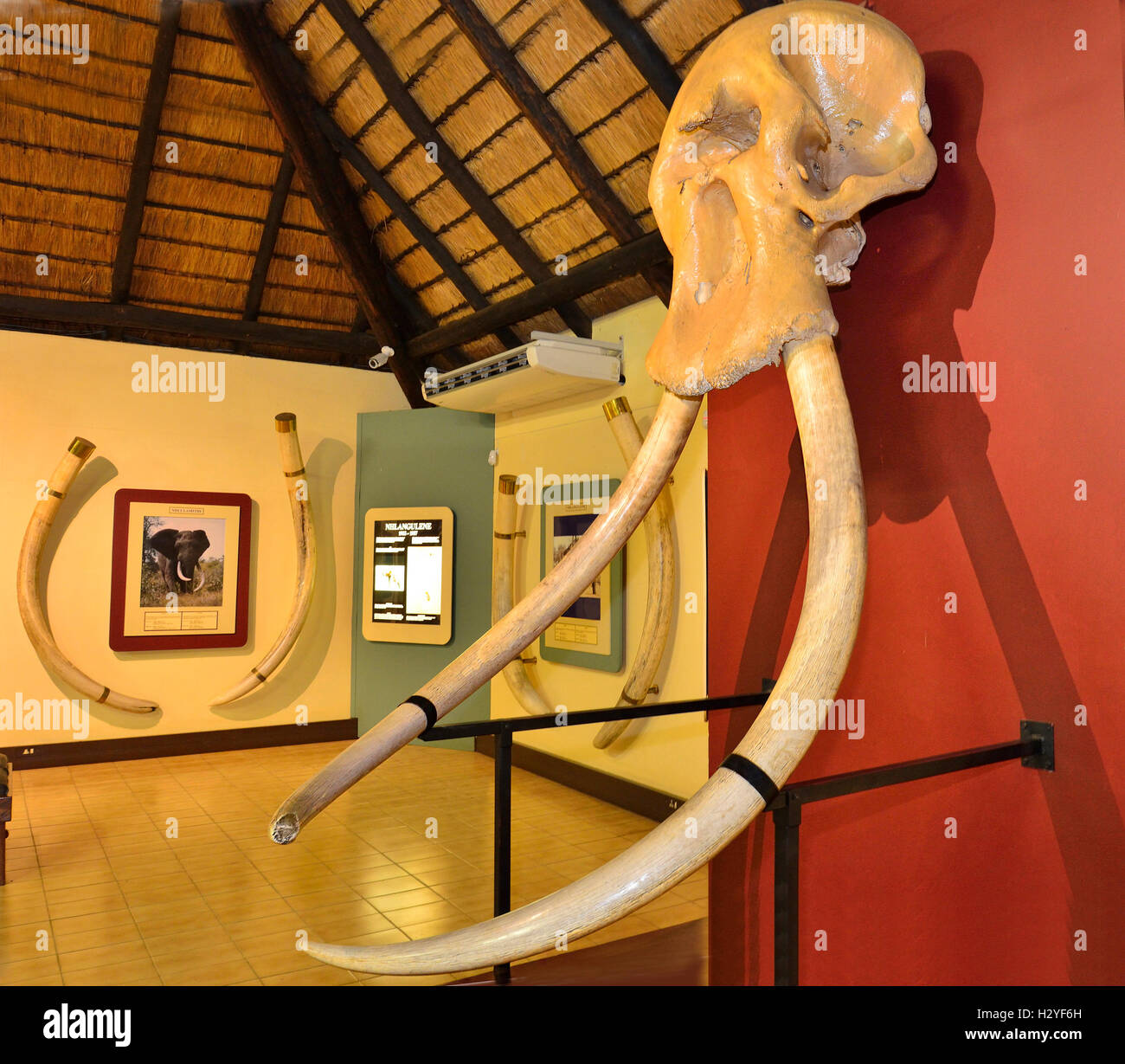 Im Inneren der Letaba Elefant Hall, Elephant Museum, Letaba-diese Elefanten wurden gemeinsam bekannt als die glorreichen sieben Stockfoto