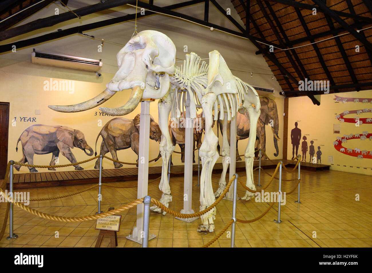 Im Inneren der Letaba Elefant Hall, Elephant Museum, Letaba-diese Elefanten wurden gemeinsam bekannt als die glorreichen sieben Stockfoto