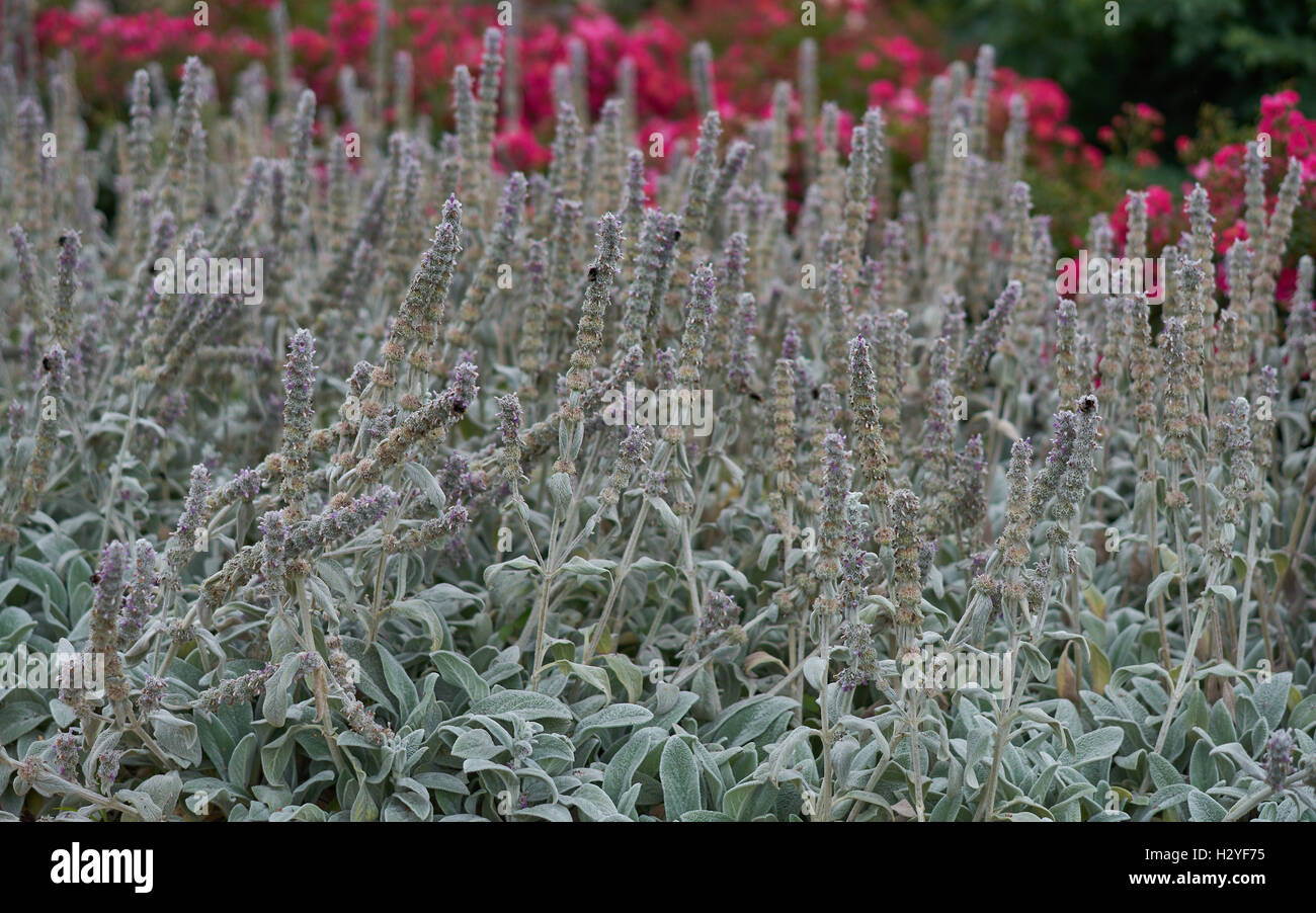 Blühende Lamm Ohren Blumen Niederwendischen byzantina Stockfoto