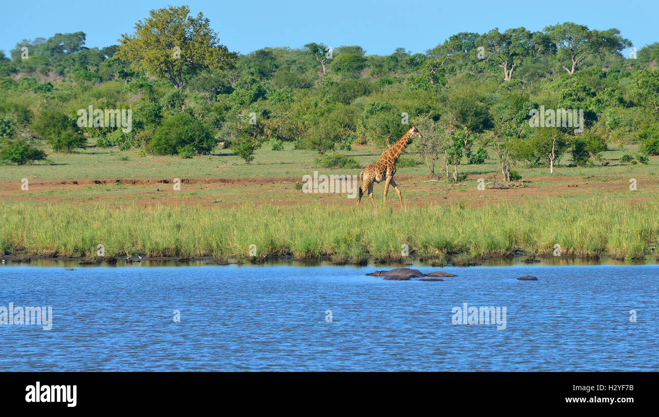 Giraffe, die entlang des Wasserlochs läuft, um einen geeigneten „Krokodilfreien“ Eintritt in der Nähe des Lower Sabie Rest Camp , Kruger National Park, Südafrika zu finden Stockfoto