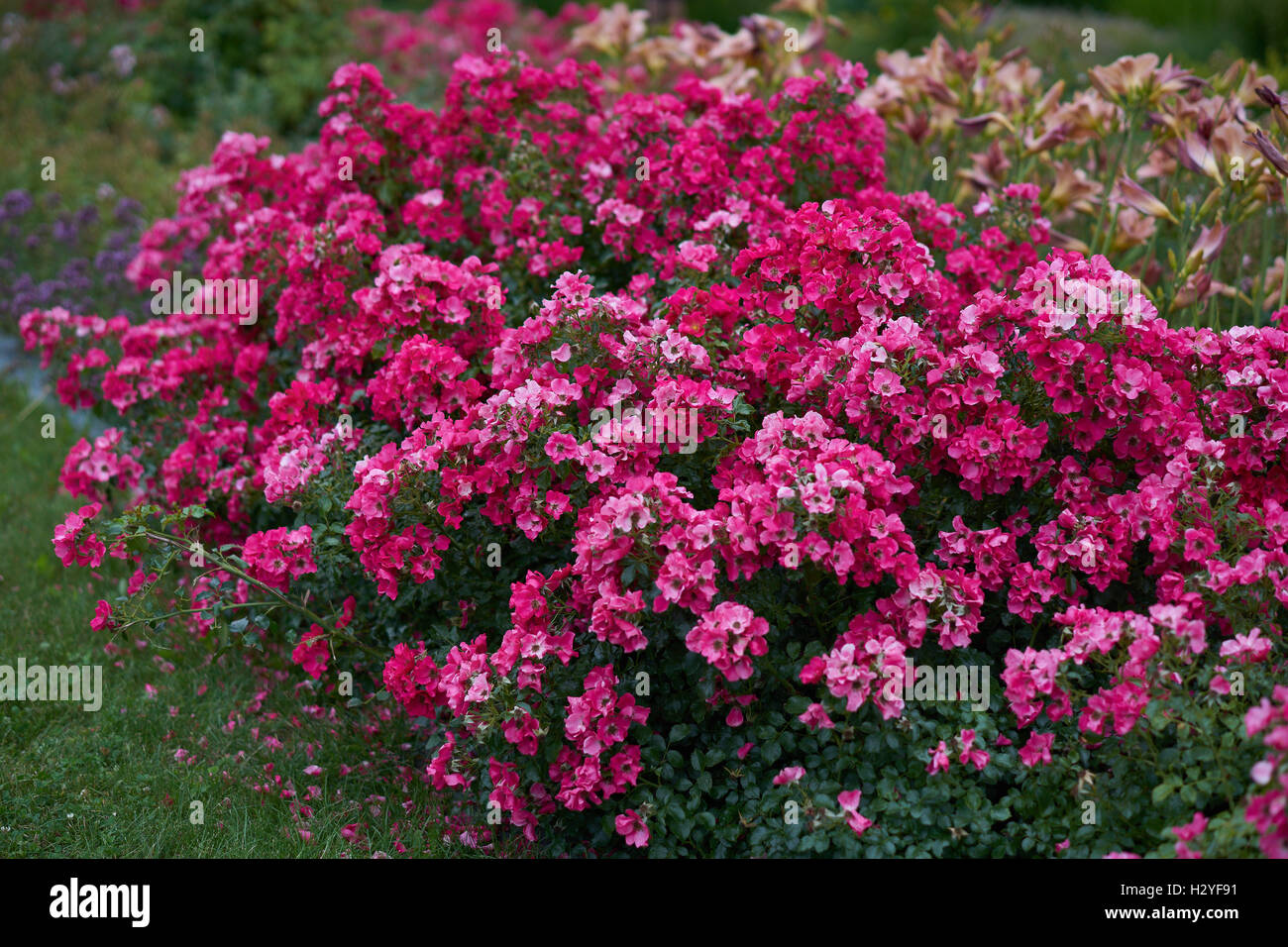 Tief rosa üppige rose Rosen Blumen im cluster Stockfoto