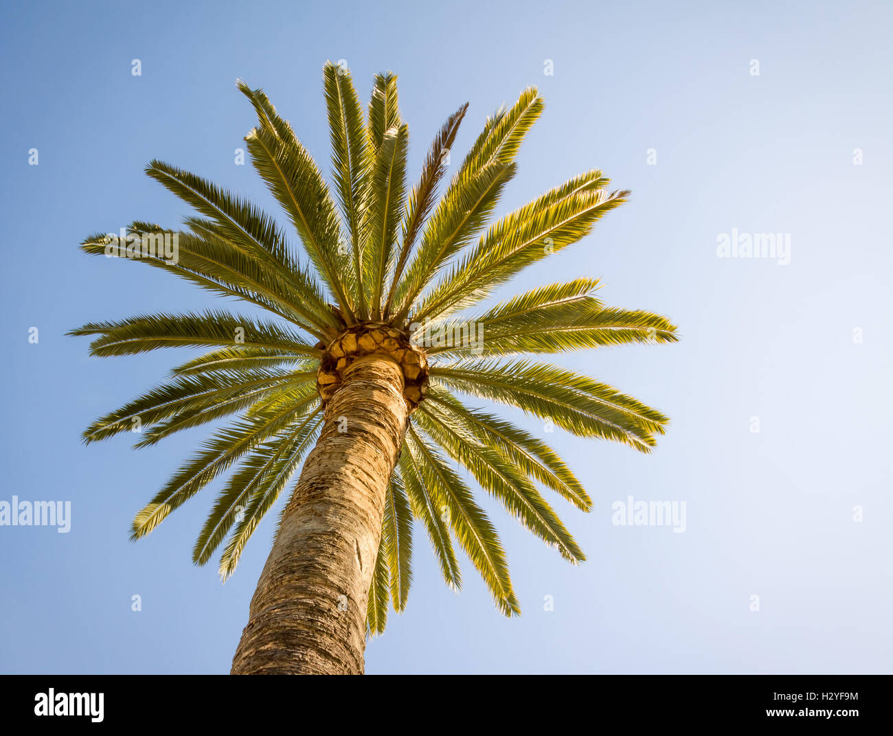 Bottom-up-Blick auf eine wunderschöne Palme mit sonnigen blauen Himmel Stockfoto