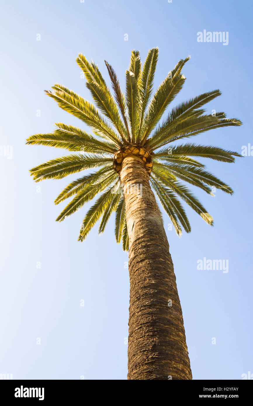 Bottom-up-Blick auf eine wunderschöne Palme mit blauen sonnigen Himmel bei San Diego, Kalifornien Stockfoto