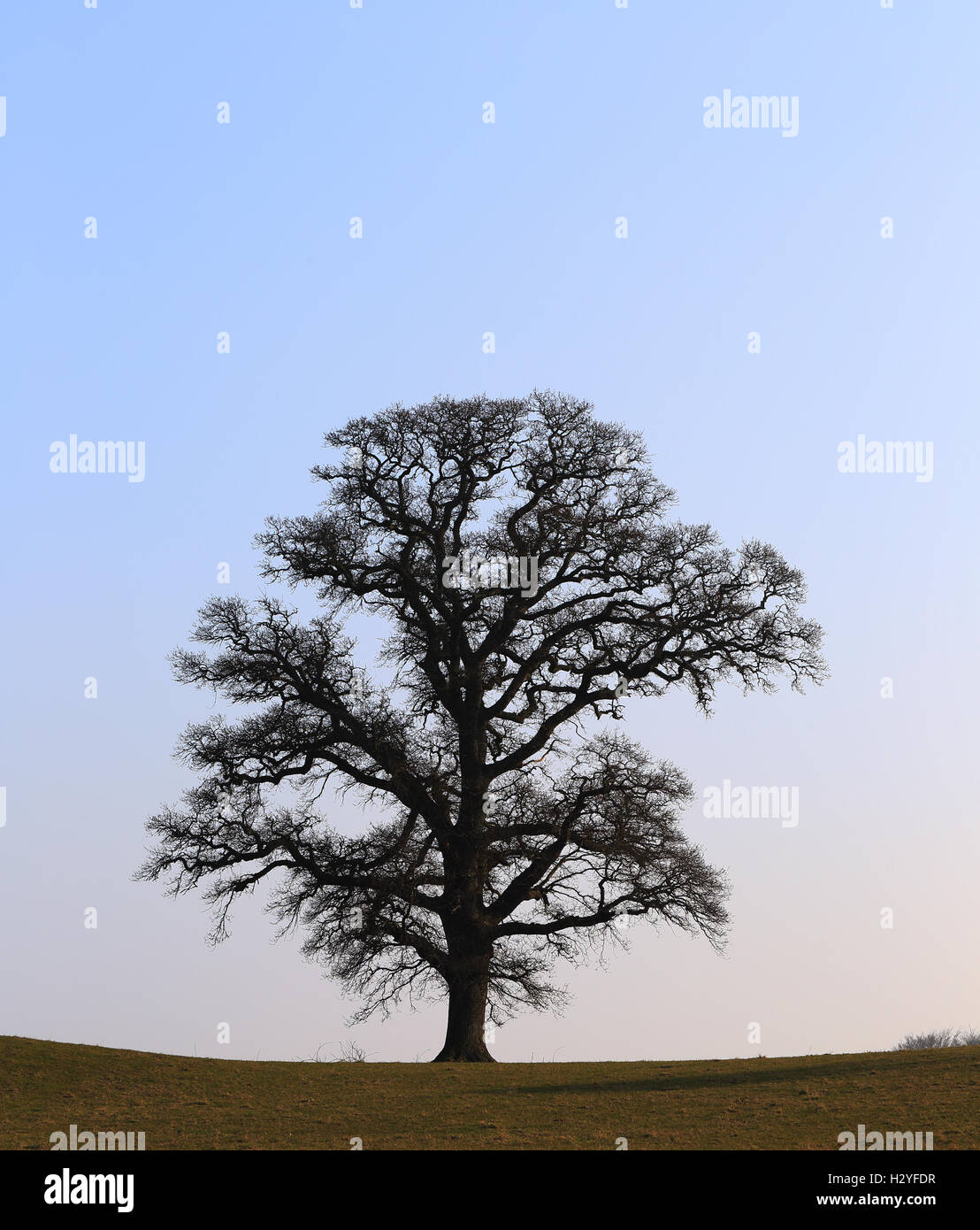 Winter Baum Silhouette gegen einen blauen Himmel, Dartington, Devon, England, UK. Stockfoto