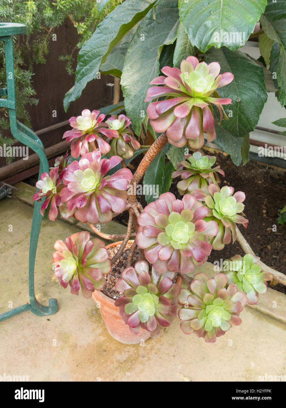 Aeonium Arboretum, Tree Aeonium oder Baum Hauswurz in einem Wintergarten Wachsende Stockfoto