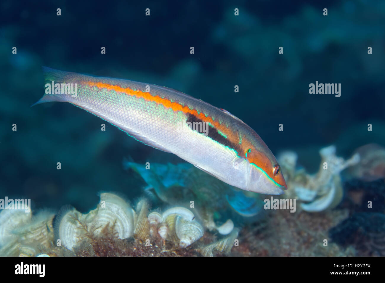 Regenbogen-Lippfisch (Coris Julis), Sithonia, Chalkidiki, auch Halkidiki, Aegean, Mittelmeer, Griechenland Stockfoto