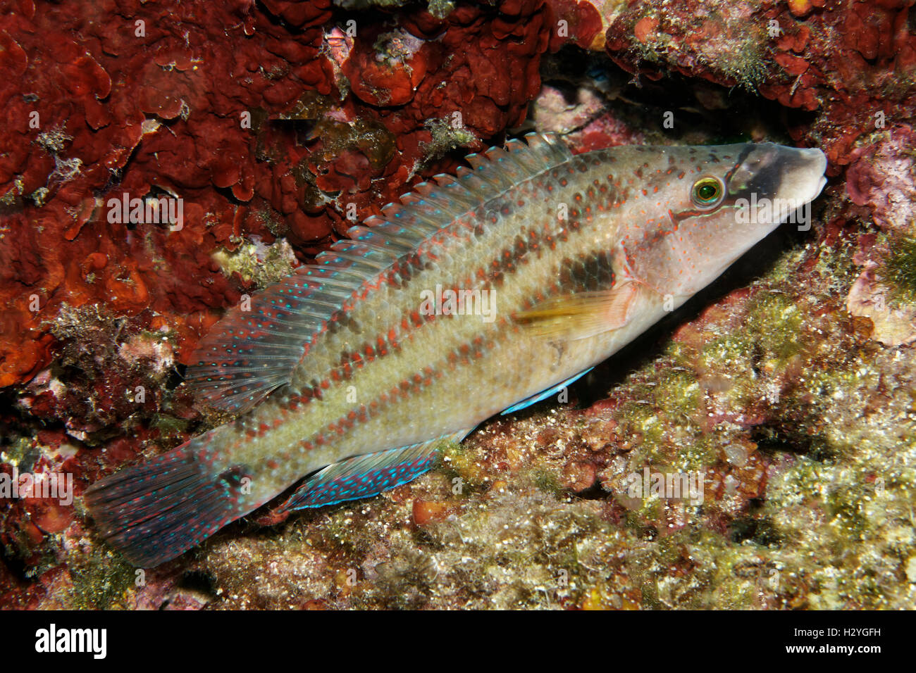 Peacock Wrasse (Symphodus Tincta), Sithonia, Chalkidiki, auch Halkidiki, Aegean, Mittelmeer, Griechenland Stockfoto