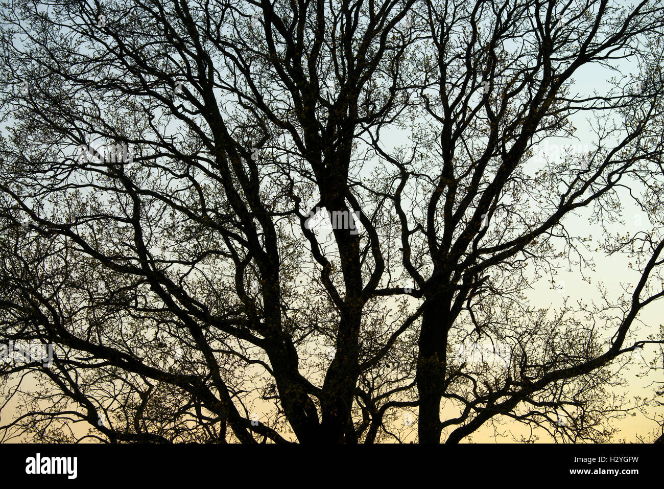 Baum, Silhouette, angehende Blätter, Frühling, Burgenland, Österreich Stockfoto