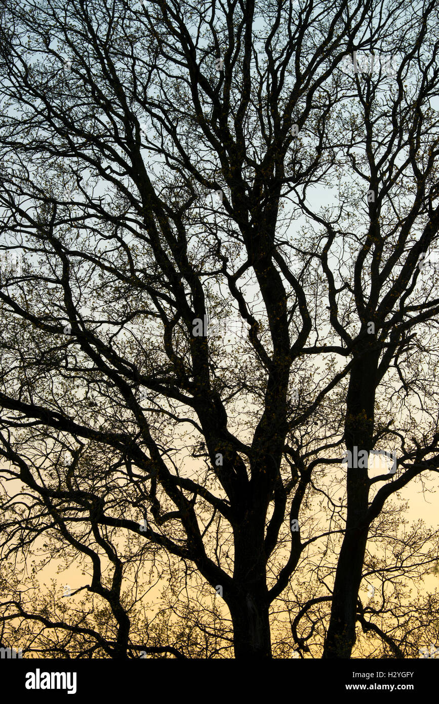 Baum, Silhouette, angehende Blätter, Frühling, Burgenland, Österreich Stockfoto